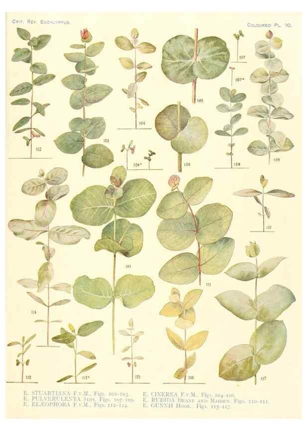 Reproducción/Reproduction 40097977323: A critical revision of the genus Eucalyptus,. Sydney,Gullick,1903-33.. 