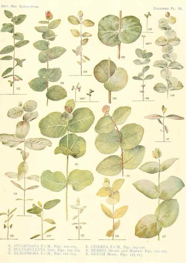 Reproducción/Reproduction 40097977323: A critical revision of the genus Eucalyptus,. Sydney,Gullick,1903-33.. 