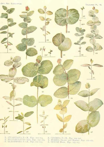 Reproducción/Reproduction 40097977323: A critical revision of the genus Eucalyptus,. Sydney,Gullick,1903-33.. 