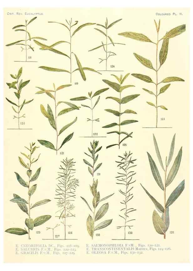 Reproducción/Reproduction 40097978013: A critical revision of the genus Eucalyptus,. Sydney,Gullick,1903-33.. 