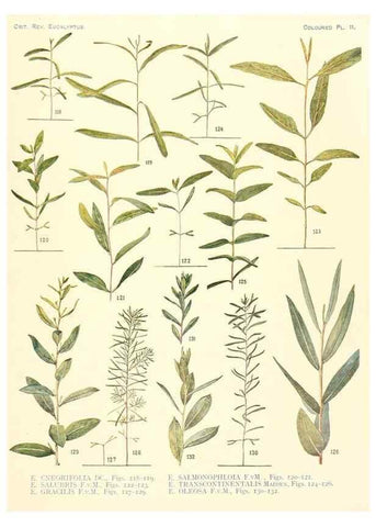 Reproducción/Reproduction 40097978013: A critical revision of the genus Eucalyptus,. Sydney,Gullick,1903-33.. 