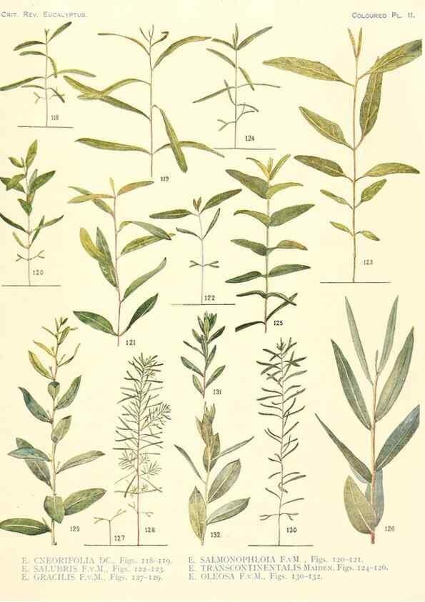 Reproducción/Reproduction 40097978013: A critical revision of the genus Eucalyptus,. Sydney,Gullick,1903-33.. 