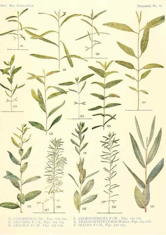 Reproducción/Reproduction 40097978013: A critical revision of the genus Eucalyptus,. Sydney,Gullick,1903-33.. 