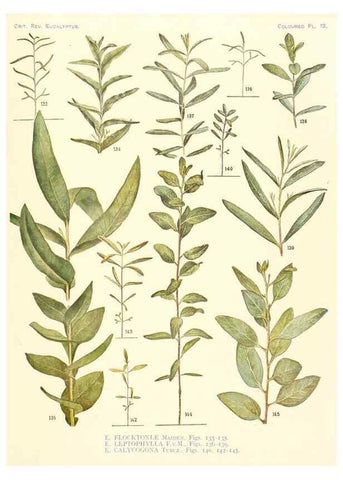 Reproducción/Reproduction 40097978523: A critical revision of the genus Eucalyptus,. Sydney,Gullick,1903-33.. 