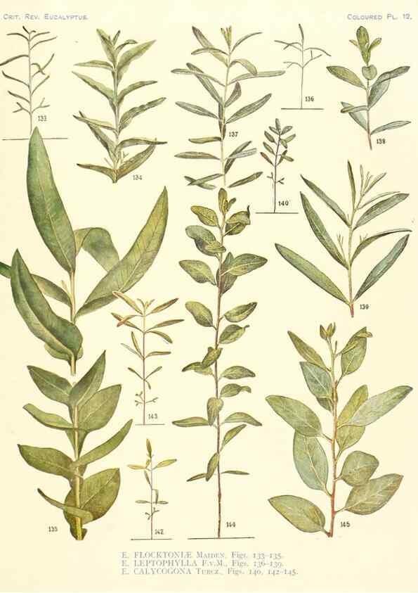 Reproducción/Reproduction 40097978523: A critical revision of the genus Eucalyptus,. Sydney,Gullick,1903-33.. 