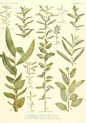 Reproducción/Reproduction 40097978523: A critical revision of the genus Eucalyptus,. Sydney,Gullick,1903-33.. 