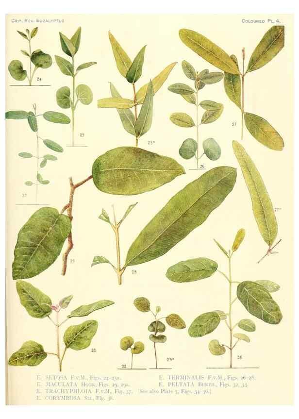 Reproducción/Reproduction 47010611302: A critical revision of the genus Eucalyptus,. Sydney,Gullick,1903-33.. 
