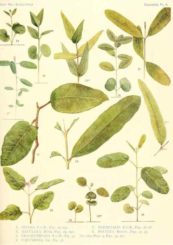 Reproducción/Reproduction 47010611302: A critical revision of the genus Eucalyptus,. Sydney,Gullick,1903-33.. 