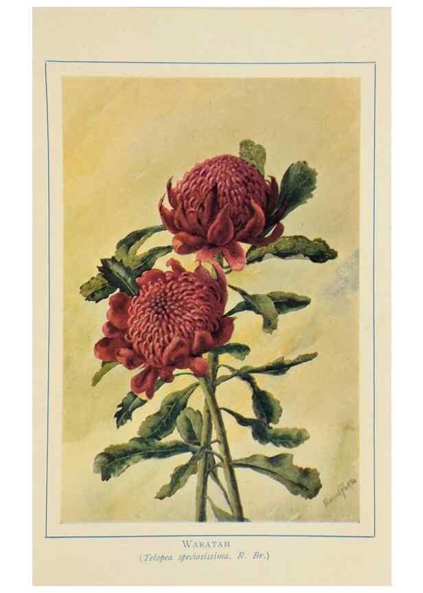 Reproducción/Reproduction 47012593862: Australian wild flowers /. Sydney :N.S. W. Bookstall Co.,[1912?]. 