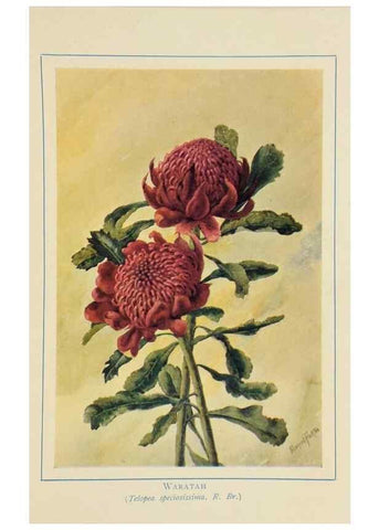 Reproducción/Reproduction 47012593862: Australian wild flowers /. Sydney :N.S. W. Bookstall Co.,[1912?]. 