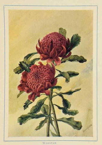 Reproducción/Reproduction 47012593862: Australian wild flowers /. Sydney :N.S. W. Bookstall Co.,[1912?]. 
