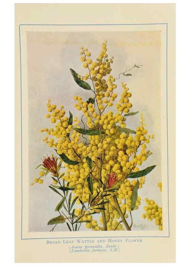 Reproducción/Reproduction 46340982644: Australian wild flowers /. Sydney :N.S. W. Bookstall Co.,[1912?]. 