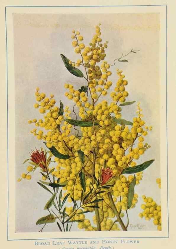Reproducción/Reproduction 46340982644: Australian wild flowers /. Sydney :N.S. W. Bookstall Co.,[1912?]. 