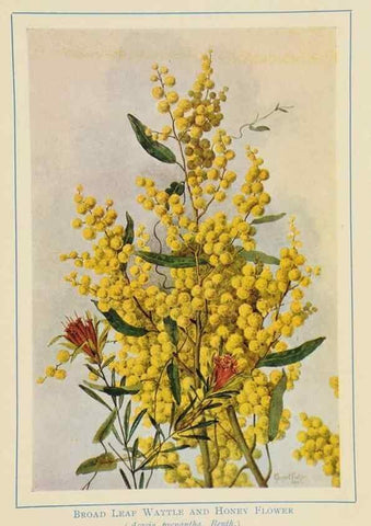 Reproducción/Reproduction 46340982644: Australian wild flowers /. Sydney :N.S. W. Bookstall Co.,[1912?]. 