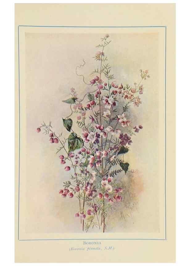 Reproducción/Reproduction 47064826351: Australian wild flowers /. Sydney :N.S. W. Bookstall Co.,[1912?]. 