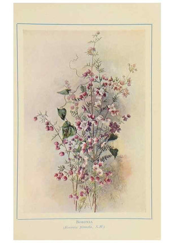 Reproducción/Reproduction 47064826351: Australian wild flowers /. Sydney :N.S. W. Bookstall Co.,[1912?]. 