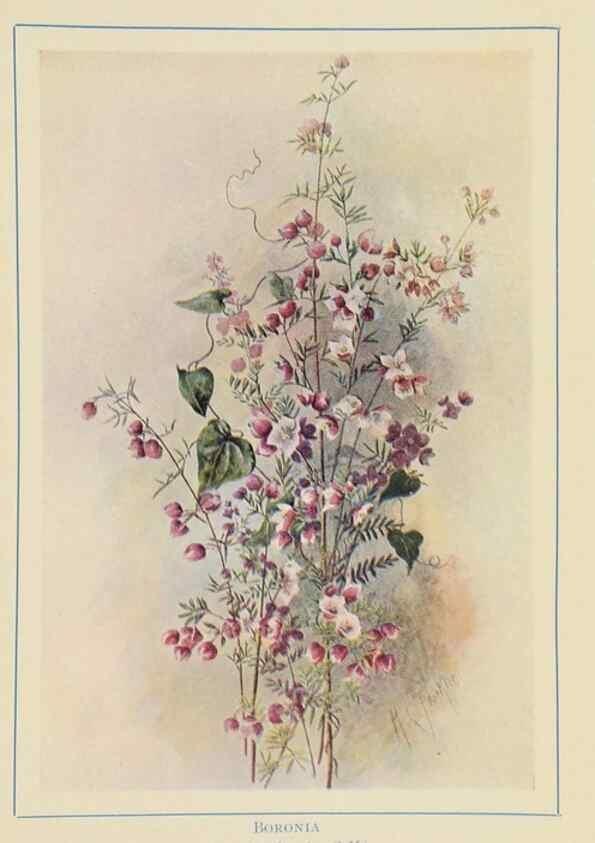 Reproducción/Reproduction 47064826351: Australian wild flowers /. Sydney :N.S. W. Bookstall Co.,[1912?]. 