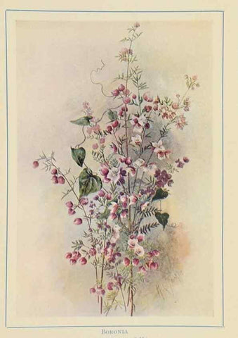 Reproducción/Reproduction 47064826351: Australian wild flowers /. Sydney :N.S. W. Bookstall Co.,[1912?]. 