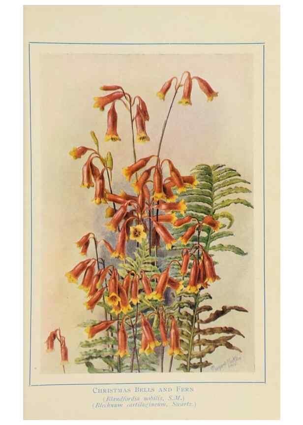 Reproducción/Reproduction 32123100777: Australian wild flowers /. Sydney :N.S. W. Bookstall Co.,[1912?]. 