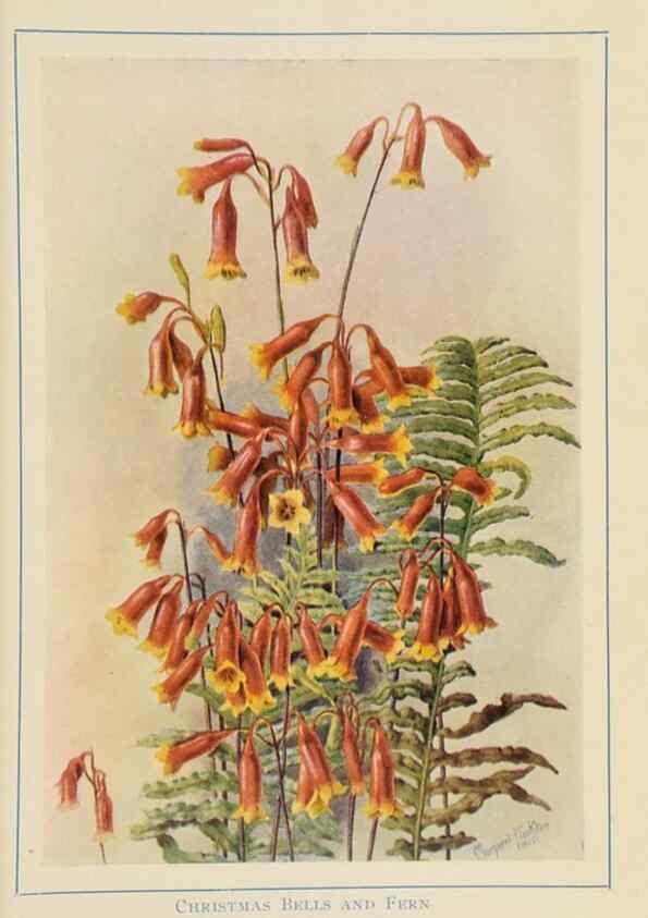 Reproducción/Reproduction 32123100777: Australian wild flowers /. Sydney :N.S. W. Bookstall Co.,[1912?]. 