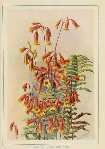 Reproducción/Reproduction 32123100777: Australian wild flowers /. Sydney :N.S. W. Bookstall Co.,[1912?]. 