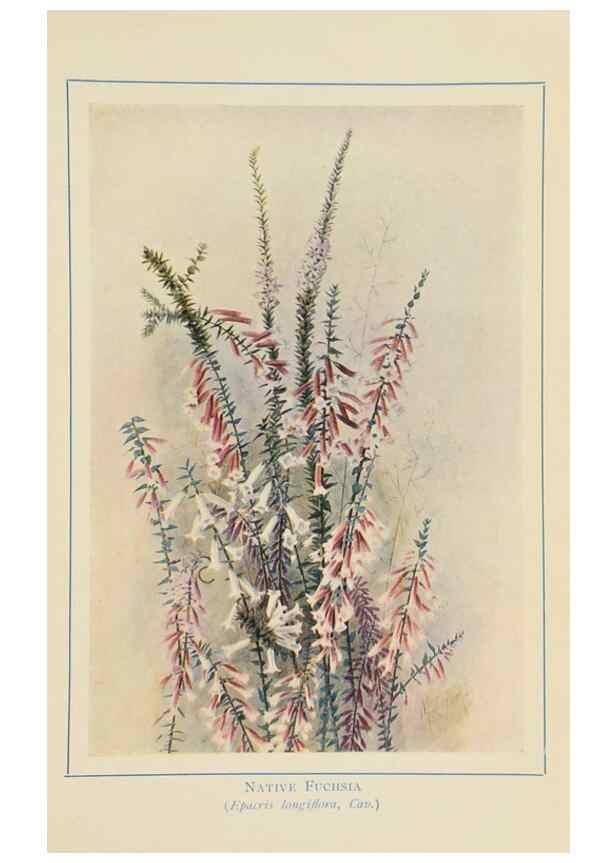 Reproducción/Reproduction 46151229435: Australian wild flowers /. Sydney :N.S. W. Bookstall Co.,[1912?]. 
