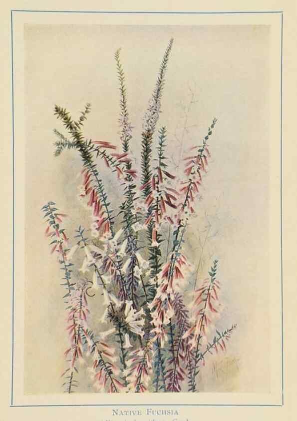 Reproducción/Reproduction 46151229435: Australian wild flowers /. Sydney :N.S. W. Bookstall Co.,[1912?]. 