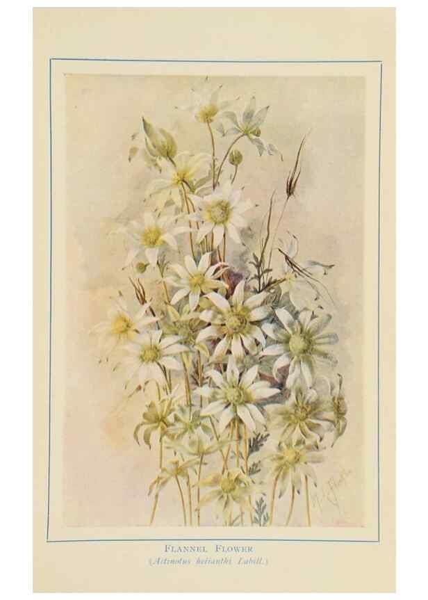 Reproducción/Reproduction 47064827771: Australian wild flowers /. Sydney :N.S. W. Bookstall Co.,[1912?]. 
