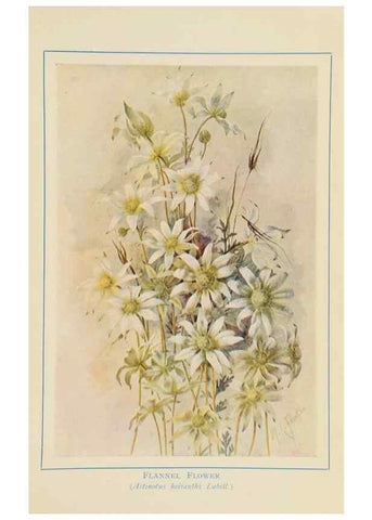 Reproducción/Reproduction 47064827771: Australian wild flowers /. Sydney :N.S. W. Bookstall Co.,[1912?]. 