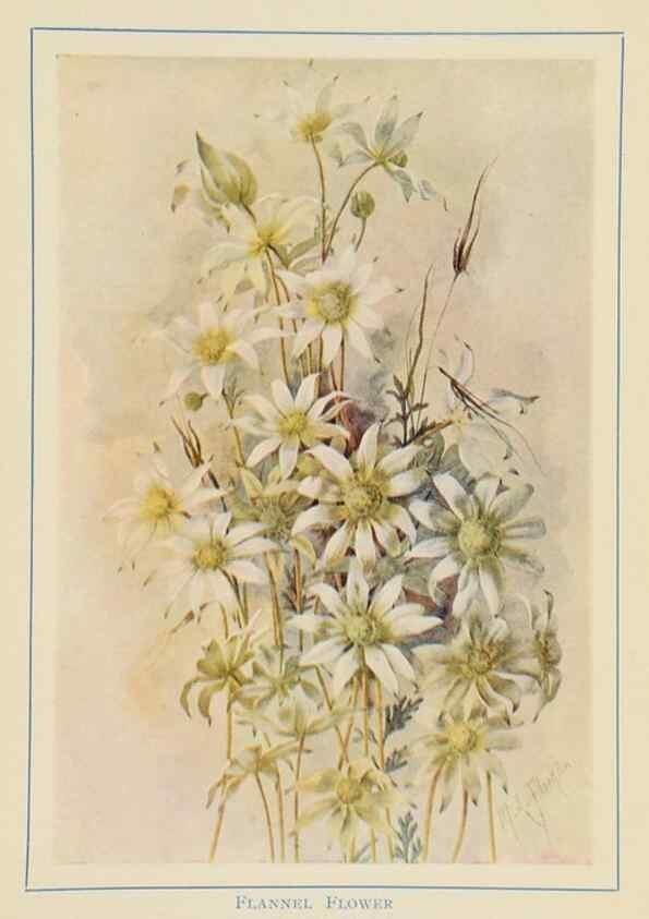 Reproducción/Reproduction 47064827771: Australian wild flowers /. Sydney :N.S. W. Bookstall Co.,[1912?]. 
