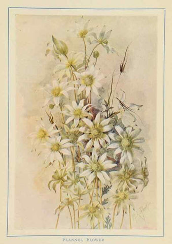 Reproducción/Reproduction 47064827771: Australian wild flowers /. Sydney :N.S. W. Bookstall Co.,[1912?]. 