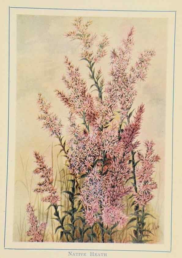 Reproducción/Reproduction 47012597842: Australian wild flowers /. Sydney :N.S. W. Bookstall Co.,[1912?]. 