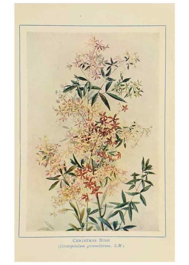 Reproducción/Reproduction 46340985784: Australian wild flowers /. Sydney :N.S. W. Bookstall Co.,[1912?]. 