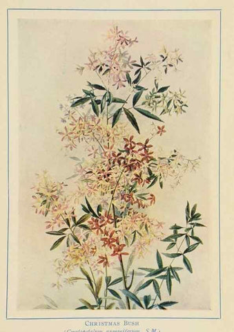 Reproducción/Reproduction 46340985784: Australian wild flowers /. Sydney :N.S. W. Bookstall Co.,[1912?]. 
