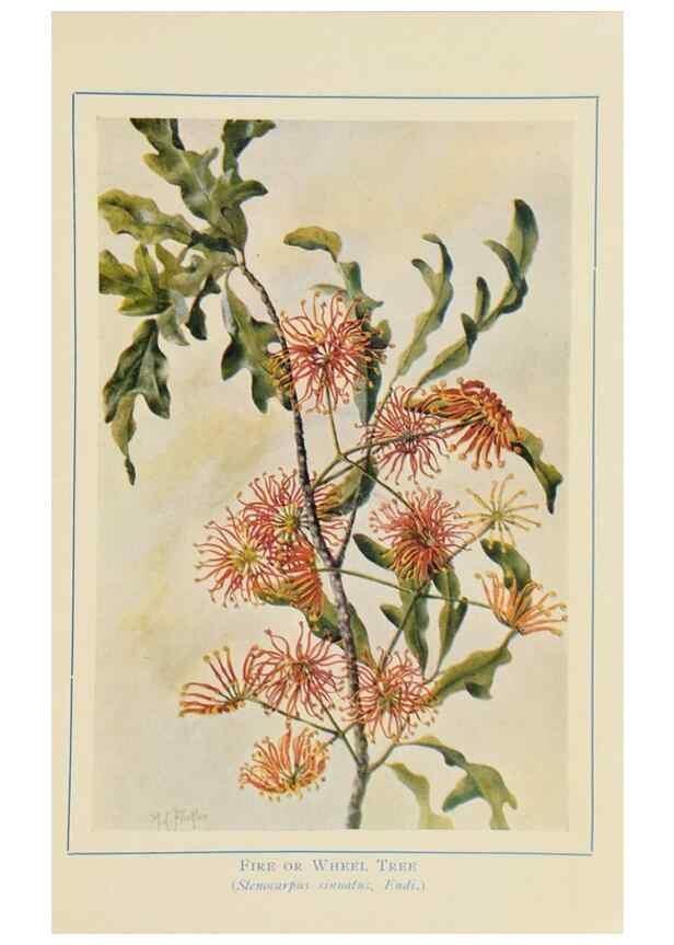 Reproducción/Reproduction 33189696358: Australian wild flowers /. Sydney :N.S. W. Bookstall Co.,[1912?]. 