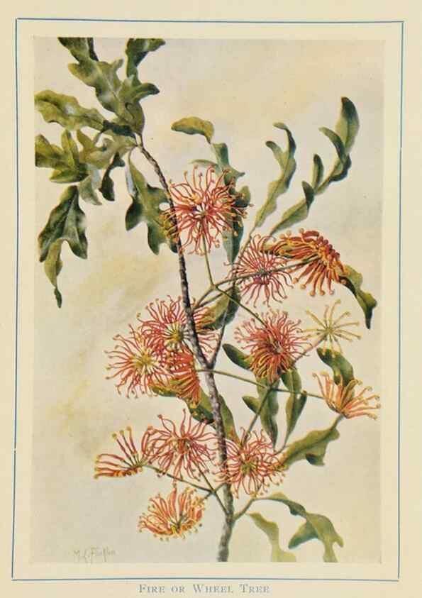 Reproducción/Reproduction 33189696358: Australian wild flowers /. Sydney :N.S. W. Bookstall Co.,[1912?]. 