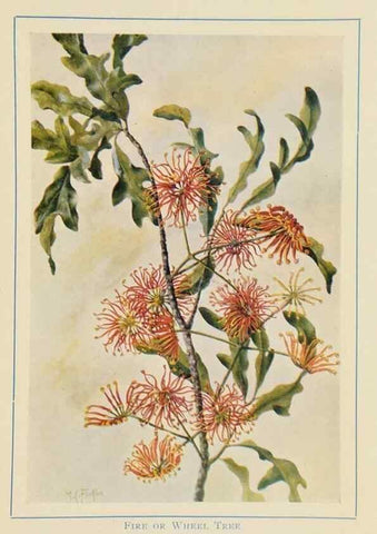 Reproducción/Reproduction 33189696358: Australian wild flowers /. Sydney :N.S. W. Bookstall Co.,[1912?]. 