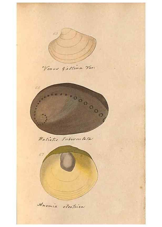 Reproducción/Reproduction 46225120925: A conchological dictionary of the British Islands /. London :John Booth,1819.. 