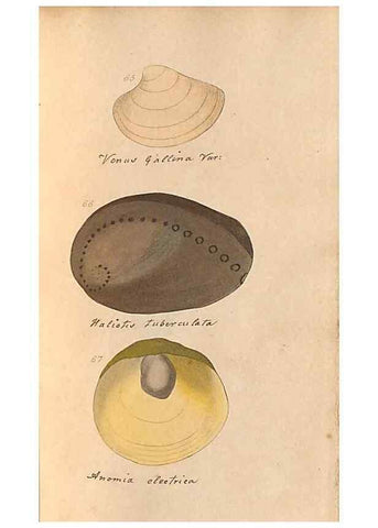 Reproducción/Reproduction 46225120925: A conchological dictionary of the British Islands /. London :John Booth,1819.. 