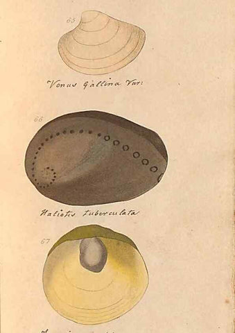 Reproducción/Reproduction 46225120925: A conchological dictionary of the British Islands /. London :John Booth,1819.. 