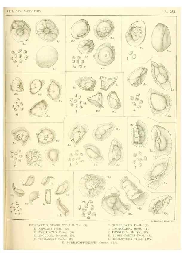 Reproducción/Reproduction 33187426388: A critical revision of the genus Eucalyptus,. Sydney,Gullick,1903-33.. 