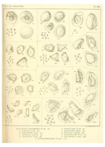 Reproducción/Reproduction 33187426388: A critical revision of the genus Eucalyptus,. Sydney,Gullick,1903-33.. 