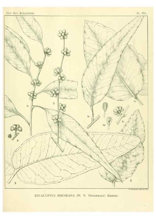Reproducción/Reproduction 47062482981: A critical revision of the genus Eucalyptus,. Sydney,Gullick,1903-33.. 