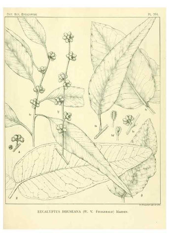 Reproducción/Reproduction 47062482981: A critical revision of the genus Eucalyptus,. Sydney,Gullick,1903-33.. 