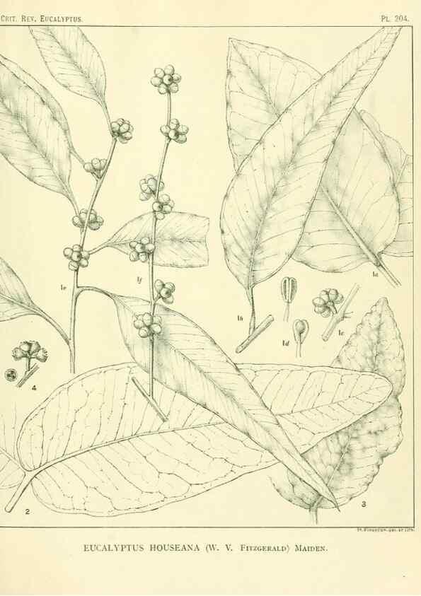 Reproducción/Reproduction 47062482981: A critical revision of the genus Eucalyptus,. Sydney,Gullick,1903-33.. 