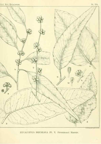 Reproducción/Reproduction 47062482981: A critical revision of the genus Eucalyptus,. Sydney,Gullick,1903-33.. 