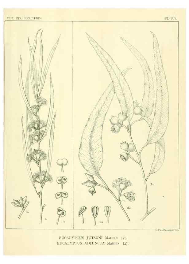 Reproducción/Reproduction 40097567163: A critical revision of the genus Eucalyptus,. Sydney,Gullick,1903-33.. 