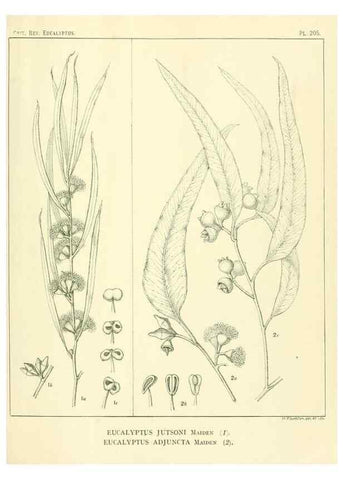 Reproducción/Reproduction 40097567163: A critical revision of the genus Eucalyptus,. Sydney,Gullick,1903-33.. 