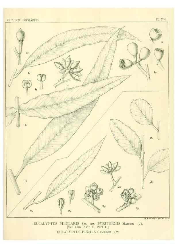 Reproducción/Reproduction 32120665547: A critical revision of the genus Eucalyptus,. Sydney,Gullick,1903-33.. 
