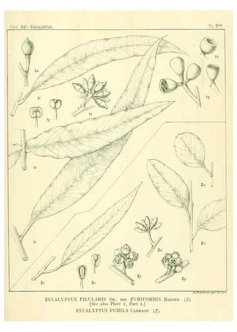 Reproducción/Reproduction 32120665547: A critical revision of the genus Eucalyptus,. Sydney,Gullick,1903-33.. 